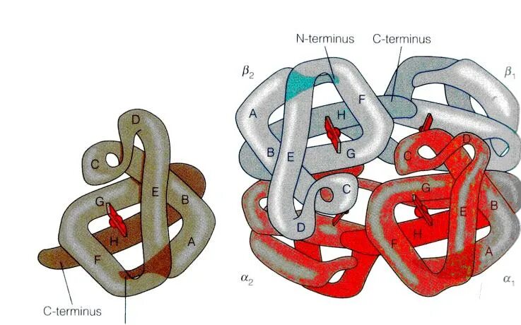 Строение гемоглобина и миоглобина. Структура миоглобина и гемоглобина. Миоглобин и гемоглобин отличия. Глобин миоглобина.