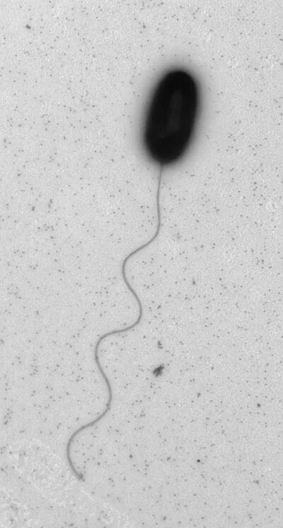 Трутовик окаймленный холерный вибрион. Vibrio parahaemolyticus микробиология. Парагемолитический вибрион (Vibrio parahaemolyticus),. Corynebacterium Vibrio alginolyticus. Рис. 2. Vibrio anguillarum.