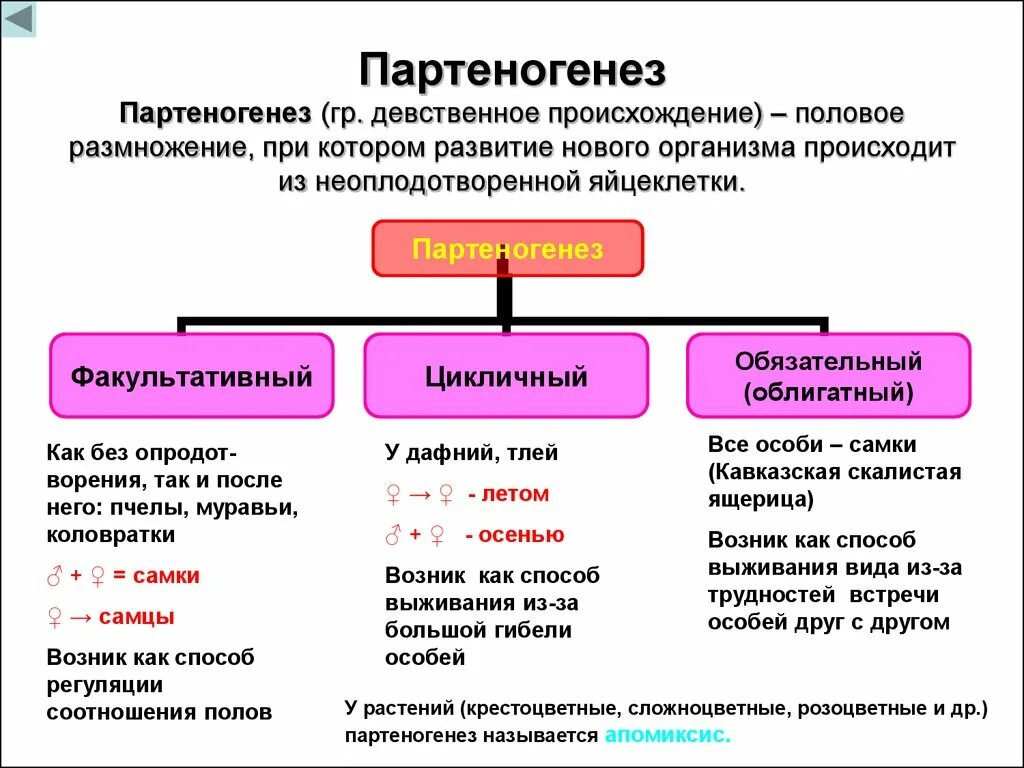 Размножается партеногенетически. Партеногенез форма размножения. Партеногенез Тип размножения. Партеногенетическое размножение у растений. Патогенез примеры размножения.