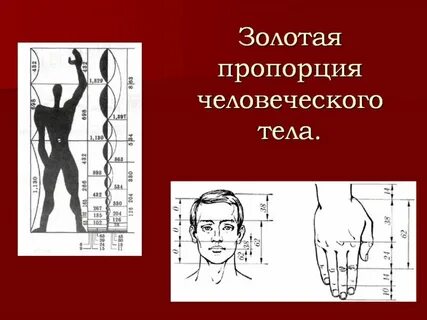 История золотой пропорции