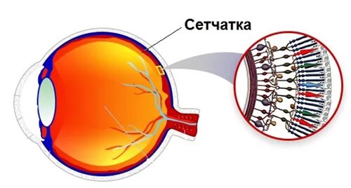 Расположены по периферии сетчатки. Сетчатка. сетчатая оболочка глаза. светочувствительные элементы сетчатки палочки и колбочки. структура сетчатки.