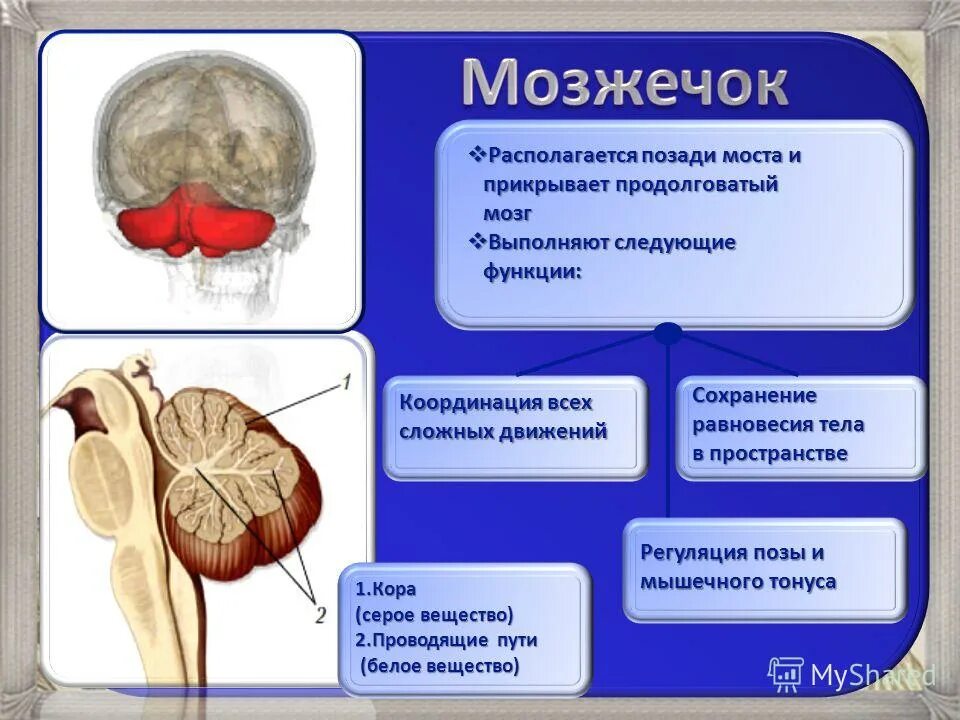 Тест по теме мозг 8 класс