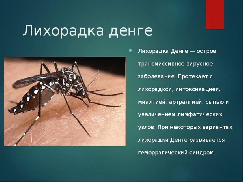 Трансмиссивные заболевания передаются