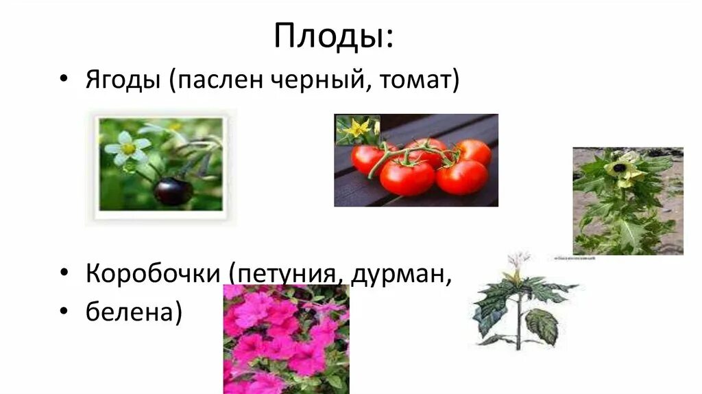 Паслен черный двудольный. Семейство Пасленовые плод коробочка. Плод коробочка у пасленовых. Плод томат Пасленовые. Двудольные растения Пасленовые.