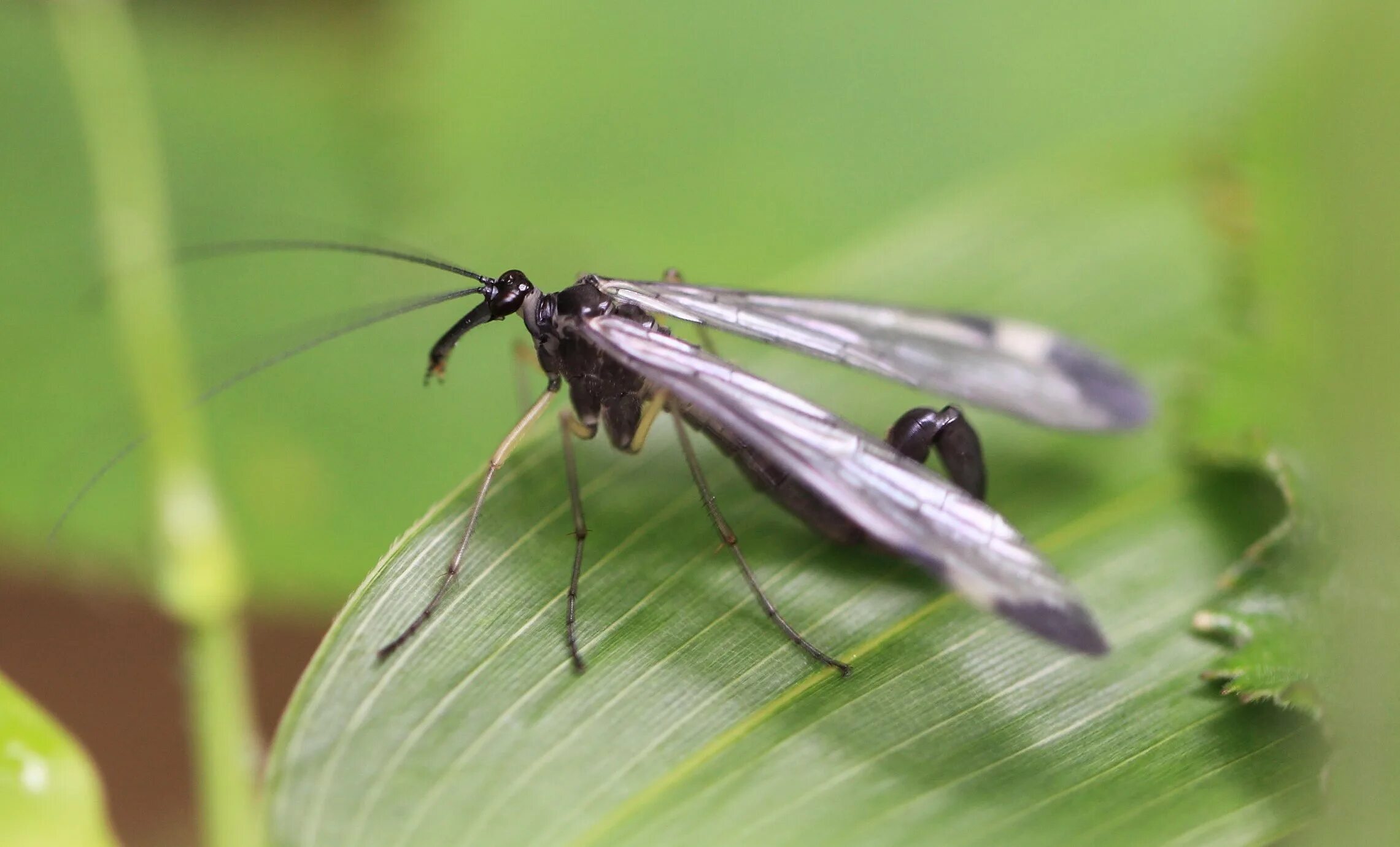 майский жук рогач. летающие насекомые. летающие насекомые подмосковья. летающие насекомые. летающие насекомые подмосковья.