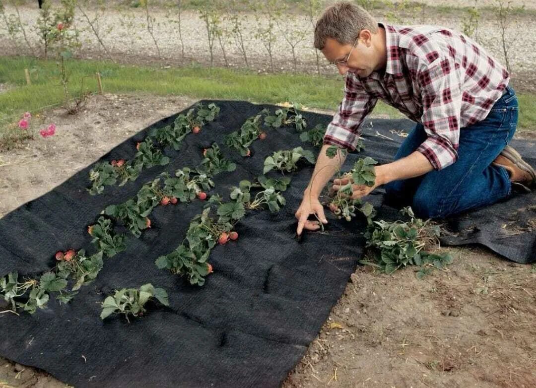 Пленка для грядок купить. Геотекстиль Fibertex WEEDSEAL,. Мульчирование агроспаном. Спанбонд мульча агроткань черный. Мульча агроспанбонд.