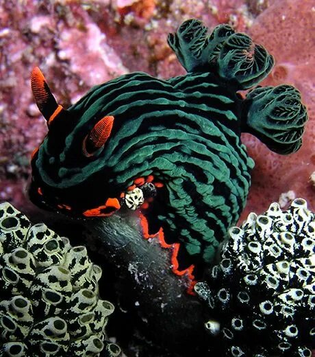 Какие животные в аквариуме. Nembrotha kubaryana. морской дракон в аквариуме. глубоководные обитатели. морской дракон фото.
