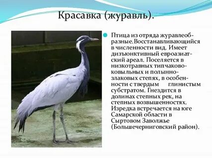 Описание журавля