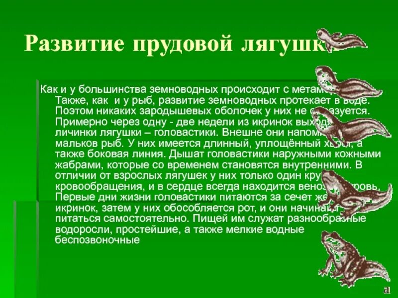 Земноводное у которого раньше всех заканчивается метаморфоз. Развитие земноводных. Как происходит развитие земноводных. Жизненный цикл амфибий. Земноводные Эволюция.