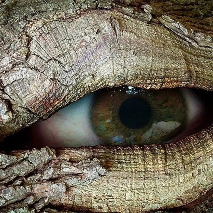 Лес самоубийц в японии аокигахара. У деревьев есть глаза. Лес ома испания. Дерево с дуплом. Осина обыкновенная (pópulus trémula).