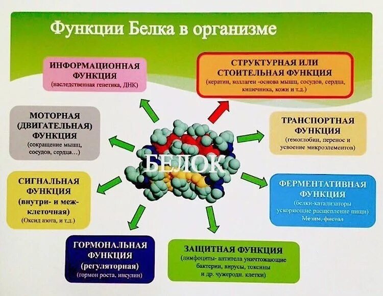 Белки сколько ножек. Белок в организме человека. Роль белков в организме человека. Функции белка в организме человека. Важность белков для организма человека.