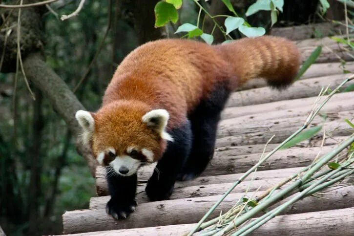 Pandas endangered