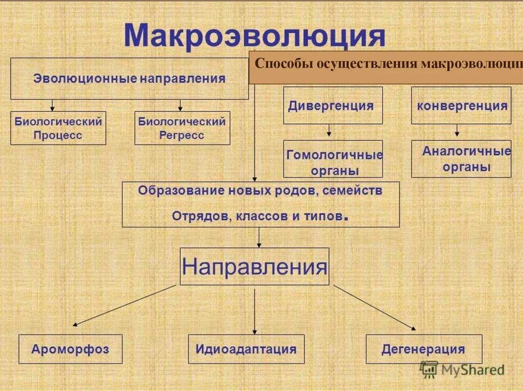 Основные направления биологии 9 класс. Макроэволюция. схема макроэволюции. эволюционный процесс схема. макроэволюция это в биологии.