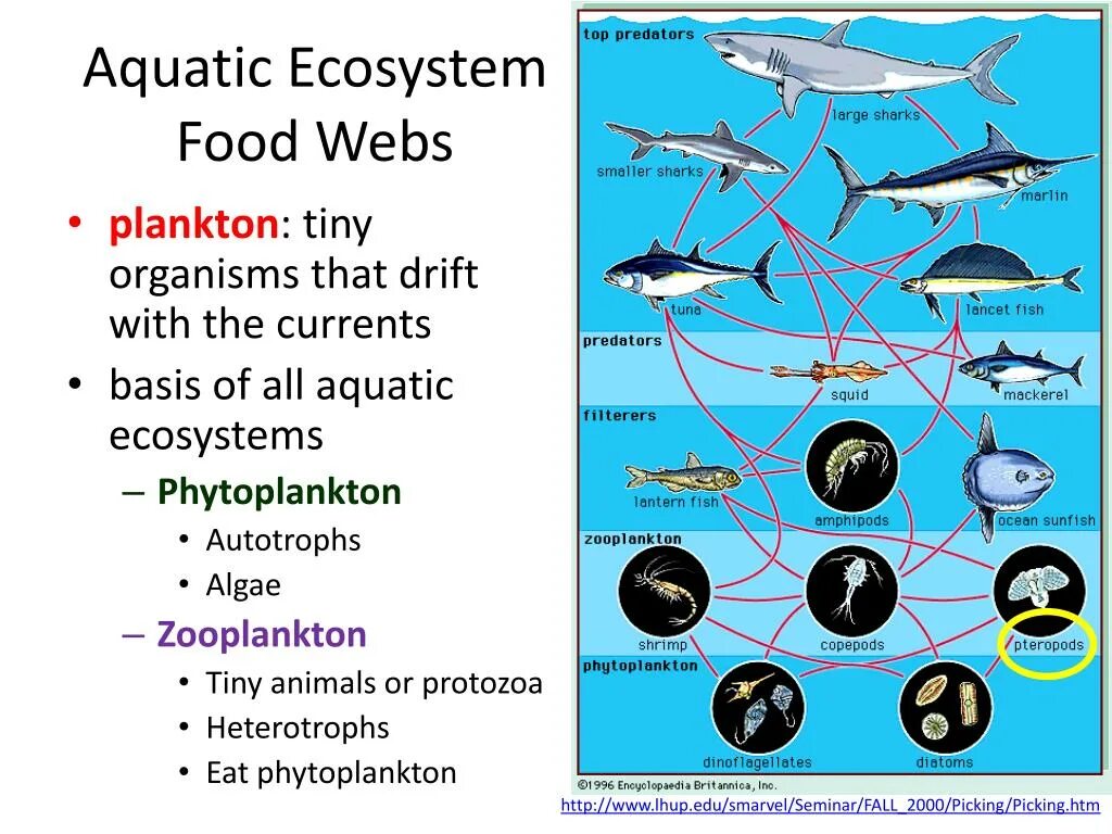 Aquatic ecosystems. Marine food web. Зоопланктон и фитопланктон цепи питания. Aquatic food Chain.