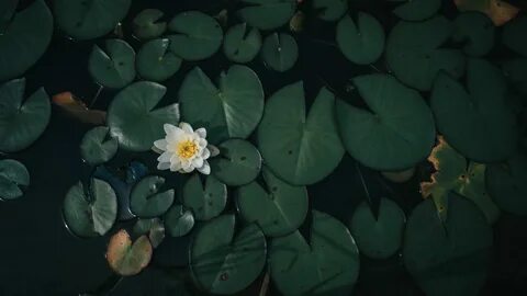 Темно зеленые листья кувшинок плавают на поверхности