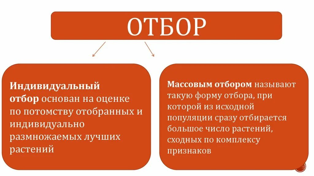 Массовый и индивидуальный отбор. Массовый и индивидуальный отбор таблица. Искусственный отбор массовый и индивидуальный. Массовый и индивидуальный отбор. Массовый и индивидуальный отбор в селекции.