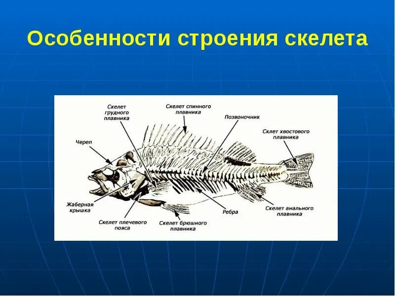 Внутреннее строение костной рыбы скелет. Опорно двигательная система костных рыб. Строение скелета костистой рыбы. Скелет костной рыбы 7 класс биология.