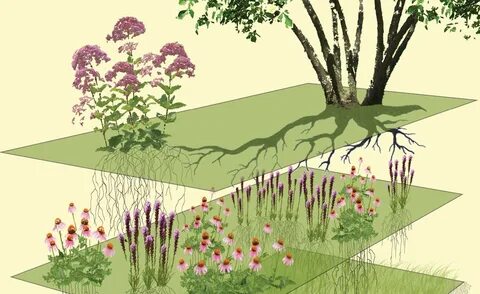 Plant community