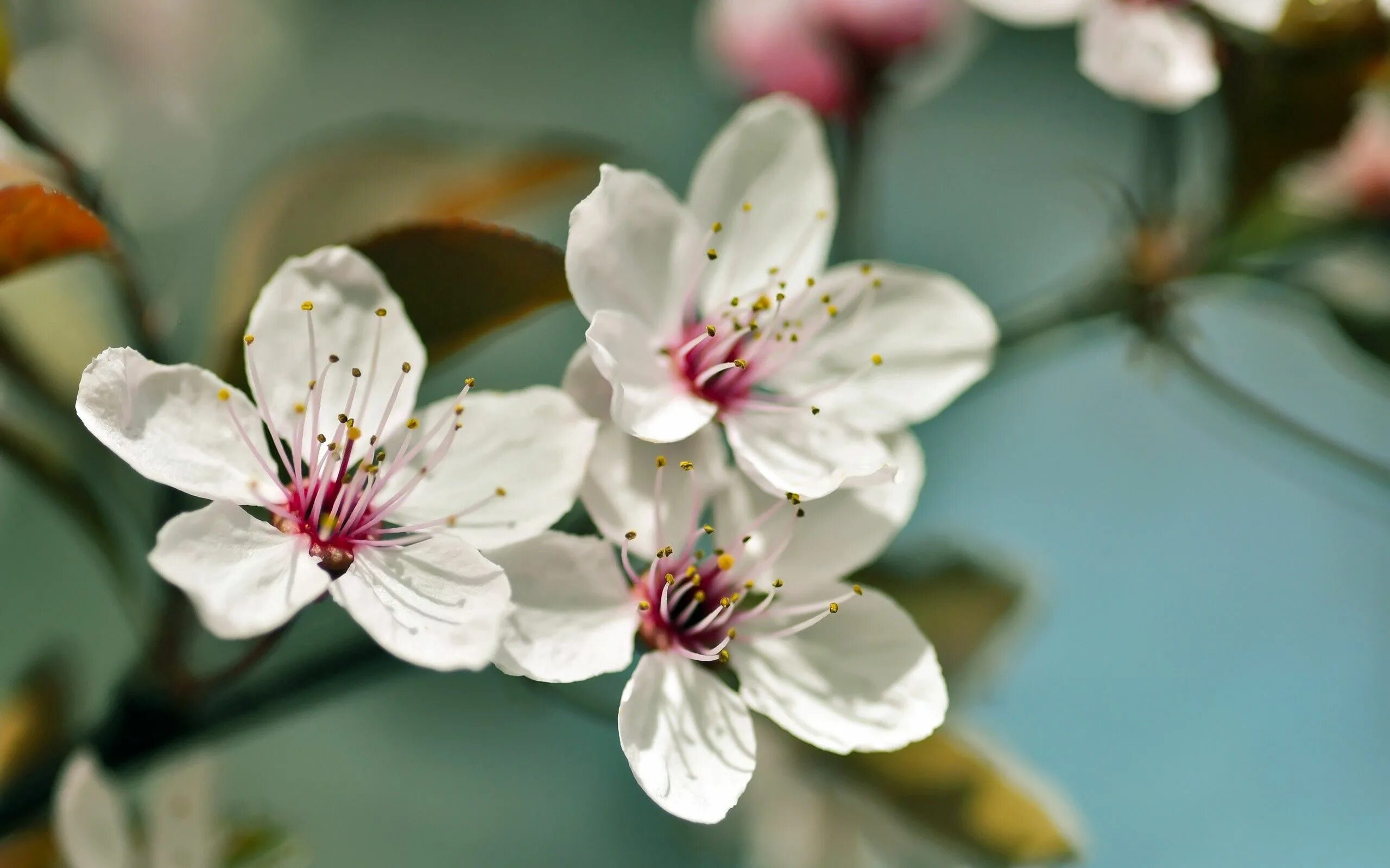 Черри блоссом цветок. Цветы вишни. Цветущая вишня. Цветы Сакуры. Цветы 1024 600