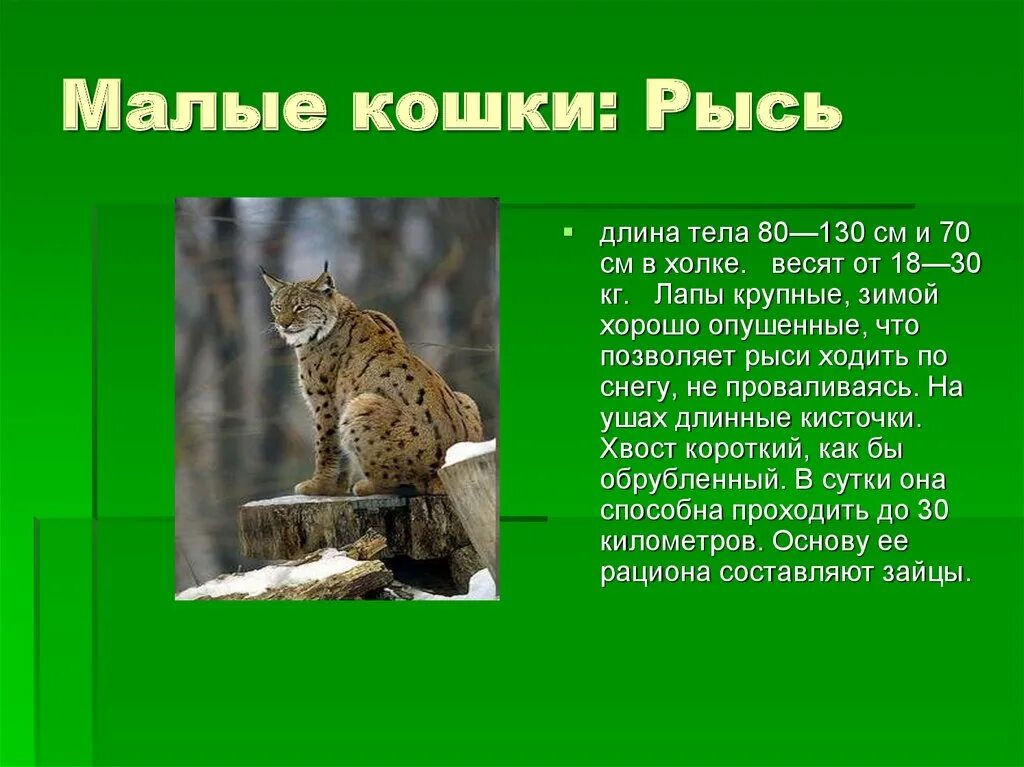 Презентация на тему Рысь. Способ питания Рыся. Рассказ о рыси. Доклад про Рысь.