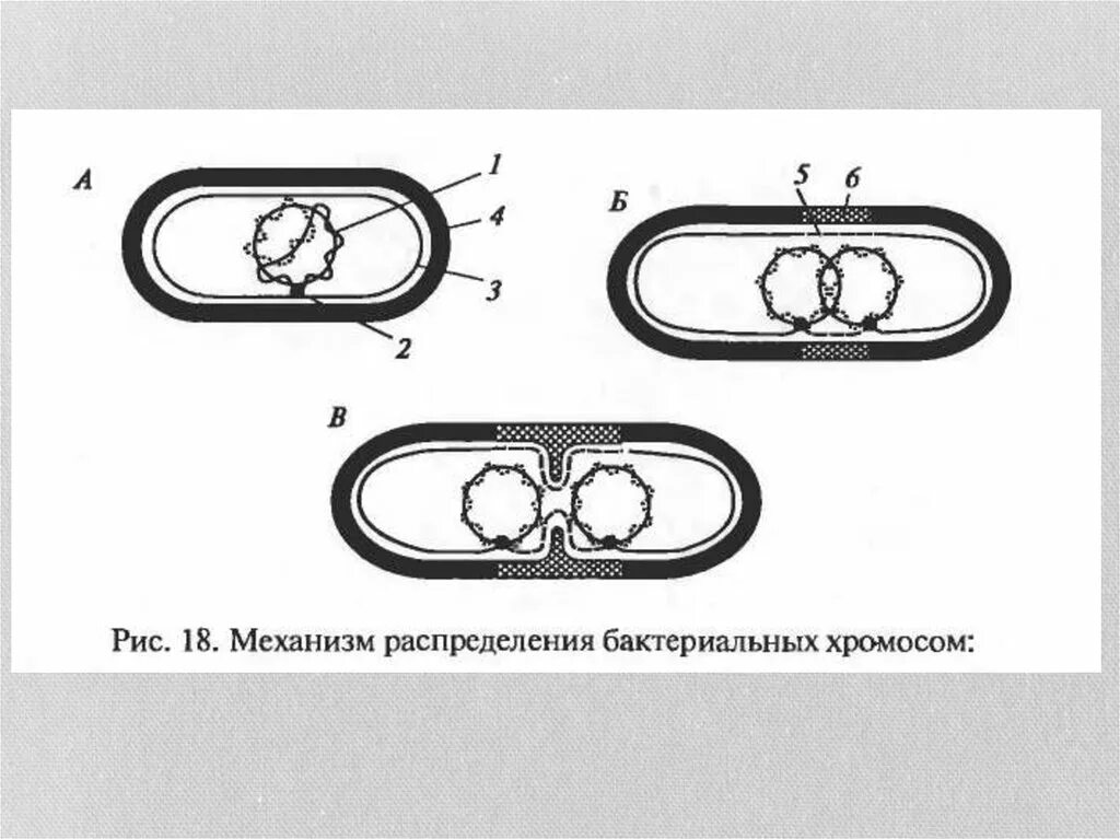 Кольцевая хромосома бактерии. Репликация бактериальной клетки. Хромосома бактериальной клетки. Репликация бактериальной хромосомы. Строение хромосомы бактериальной клетки.