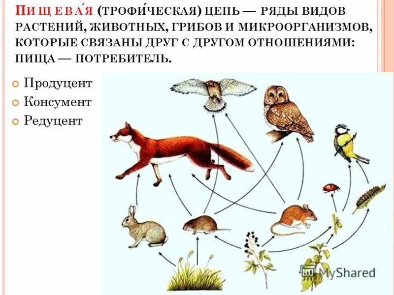 Бактерии редуценты консументы и продуценты. Продуценты консументы и редуценты биогенные вещества. Еж продуцент. Еж продуцент. Кризис продуцентов кризис консументов кризис редуцентов.