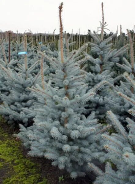 Ель эдит описание. Picea pungens edith. ель колючая edith. ель колючая голубая эдит. ель колючая (сорт &amp;#39;koster&amp;#39;).