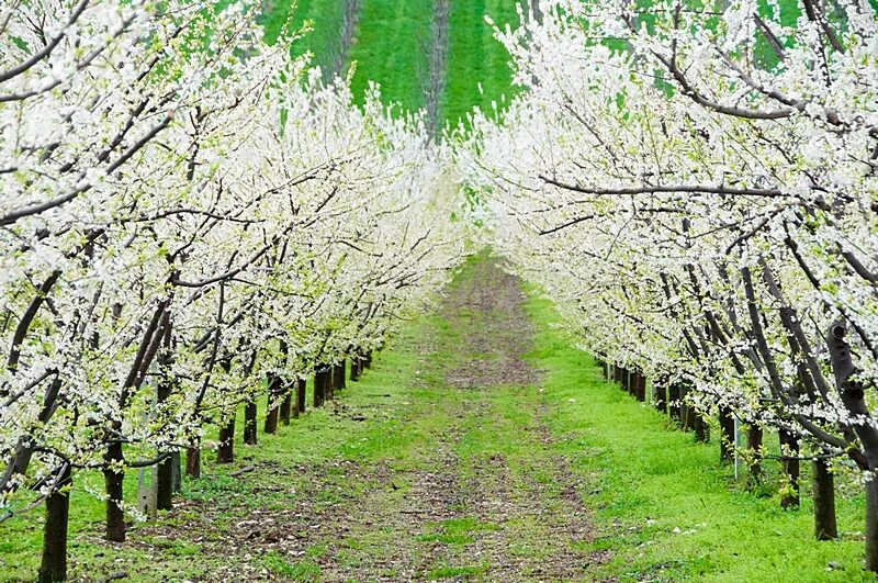 любуясь ровными аллеями цветущих яблонь. любуясь ровными аллеями цветущих яблонь. коломенское яблоневый сад. цветущий яблоневый сад весной. николай клименко яблоневый сад.