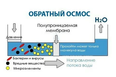 Осмос через мембрану клетки