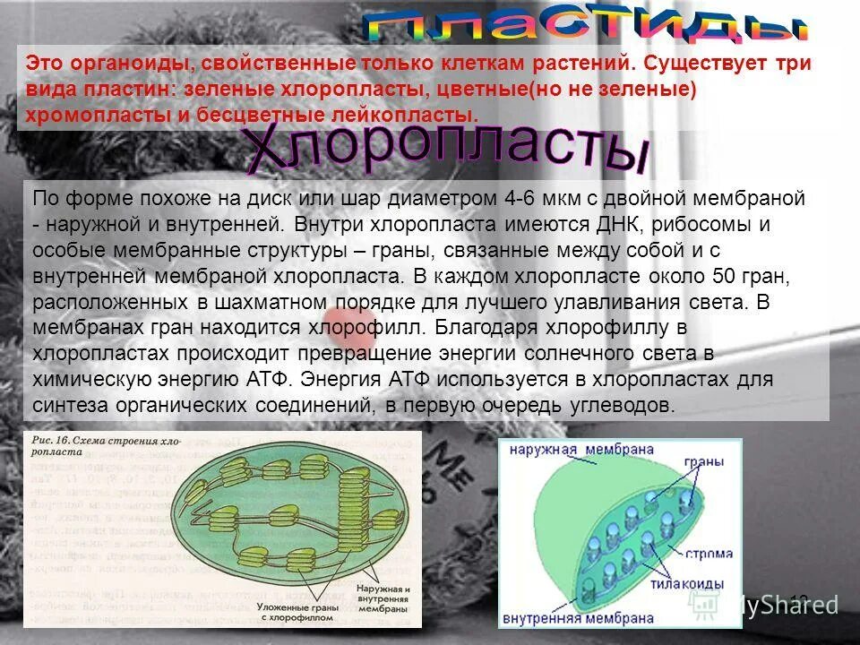 Какой органоид клетки синтезирует жиры. Какой органоид клетки синтезирует жиры