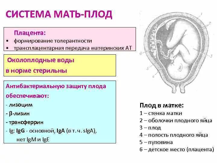 Система мать-плацента-плод. Формирование плаценты. Система «мать-плод». Фетоплацентарный барьер.. Единая система мать плацента плод.