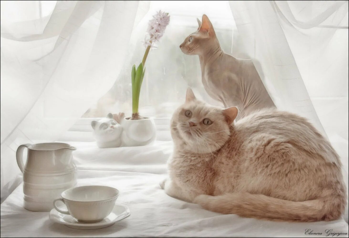 Доброе утречко котики. Доброе утро кот. Нежный кот. Доброе утро котики. Доброе утро котенок.