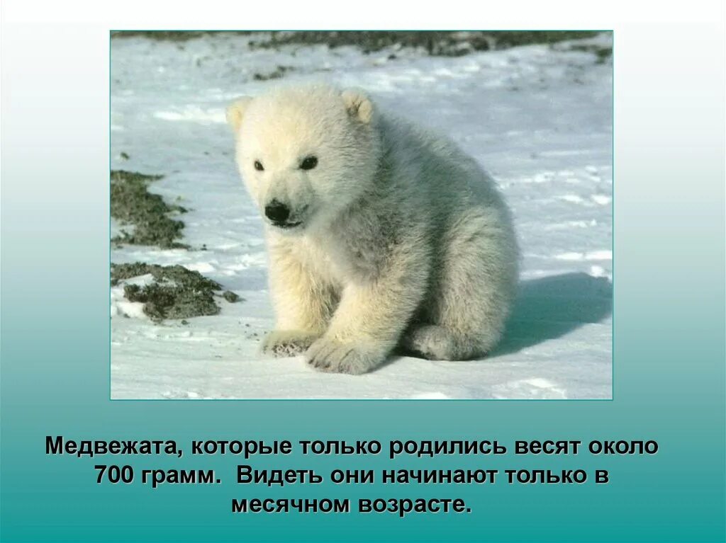 Белый медведь красная книга. Медведь внесен в красную книгу. Бурый медведь красная книга. Бурый медведь занесен в красную книгу. Медведь занесен в красную.