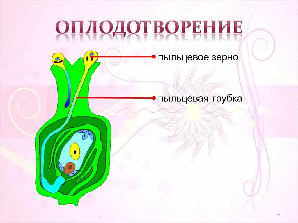 Пыльцевое зерно покрытосеменных растений. Пыльцевое зерно. Пыльцевое зерно цветковых растений. Пыльцевая трубка.