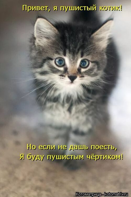 Привет котят 2. Кот привет. Приветик котик. Привет котятки. Здрасьте котенок.