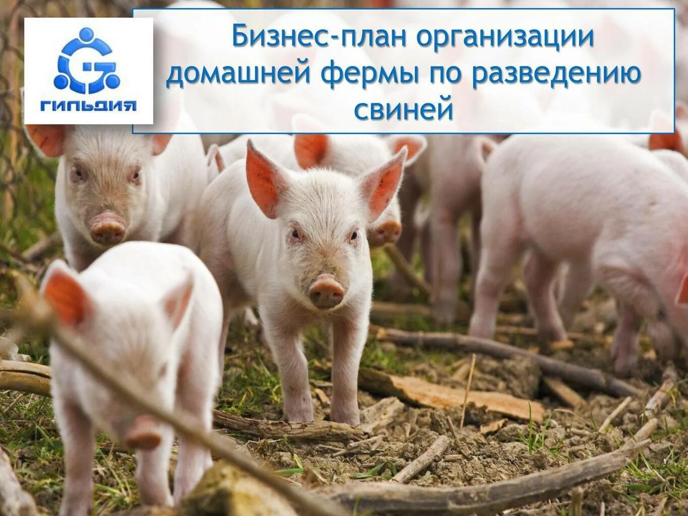 Бизнес планы разведения свиней. Бизнес план по свиноводству. Условия содержания свиней на фермах. Свинарник бизнес план. Поросята и бизнес.
