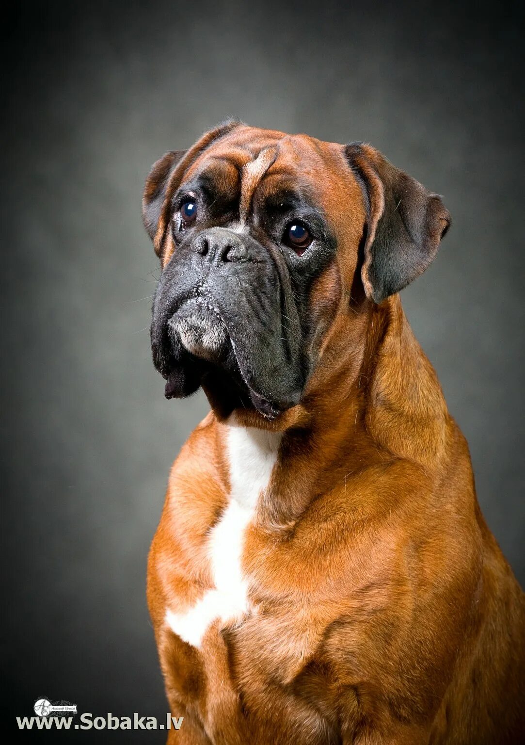 Free Images : meadow, play, vertebrate, sanctuary, dog breed, romp, rhodesian ri