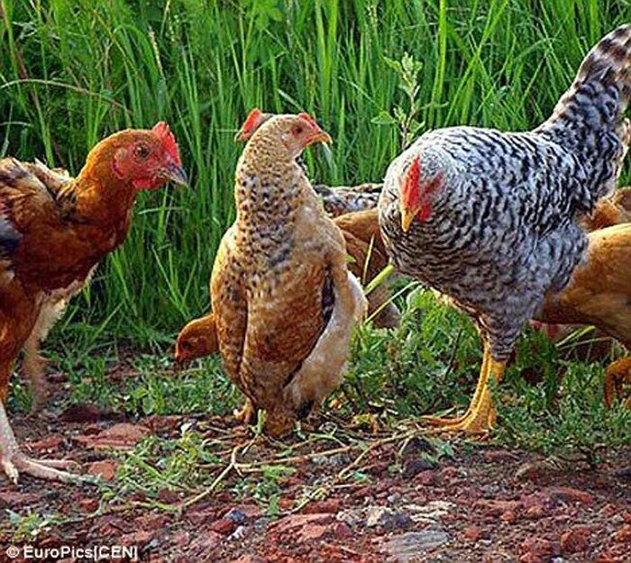 Как ходит курица. Помесные куры. Три курицы. Курица походка. Фото четыре курицы.