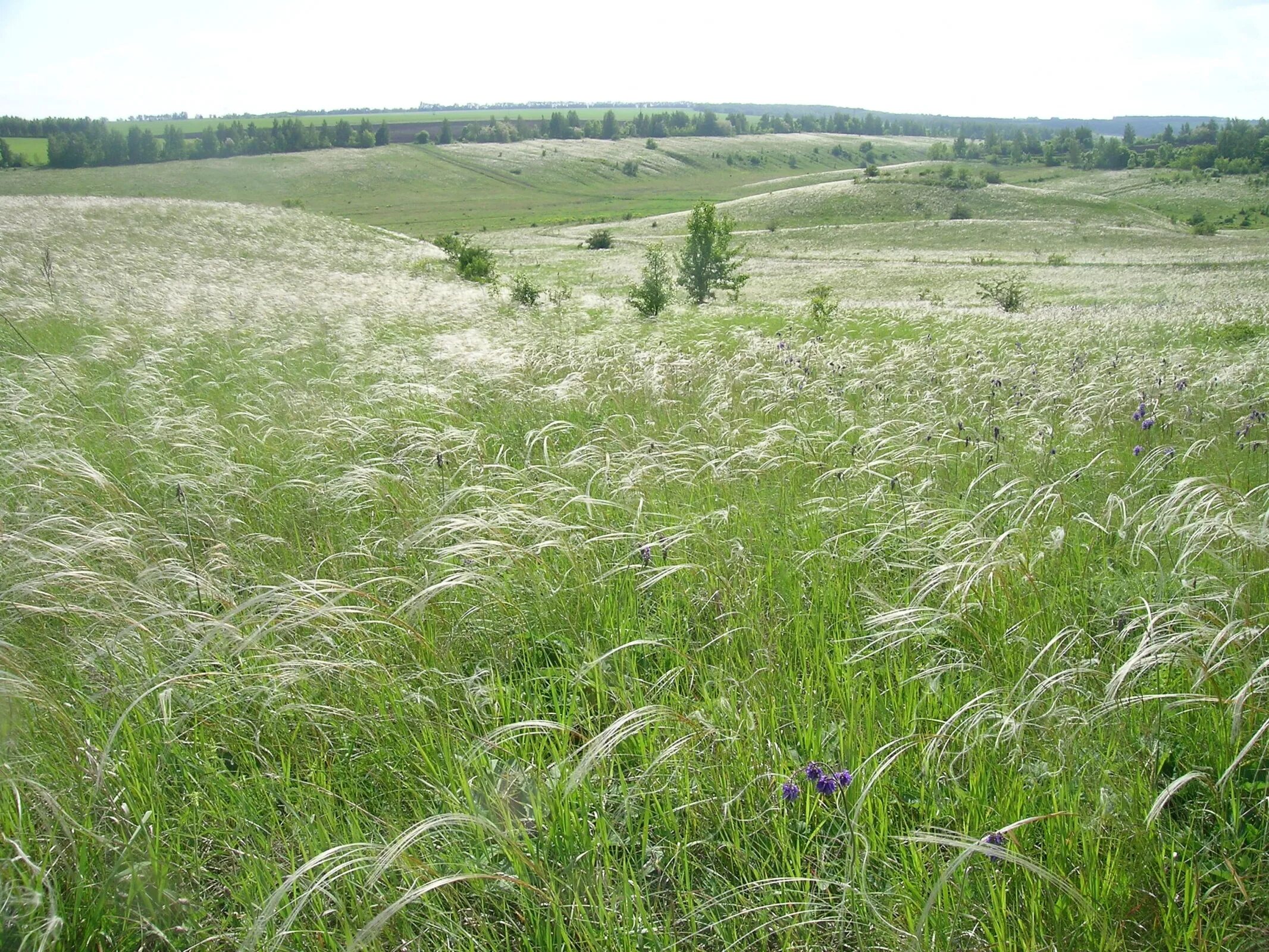 Степной ковыль в Белгородской области. Ковыль в лесостепи. Пойменные Луга Белгородской области. Ковыльные степи Ростовской области. Растения лугового сообщества