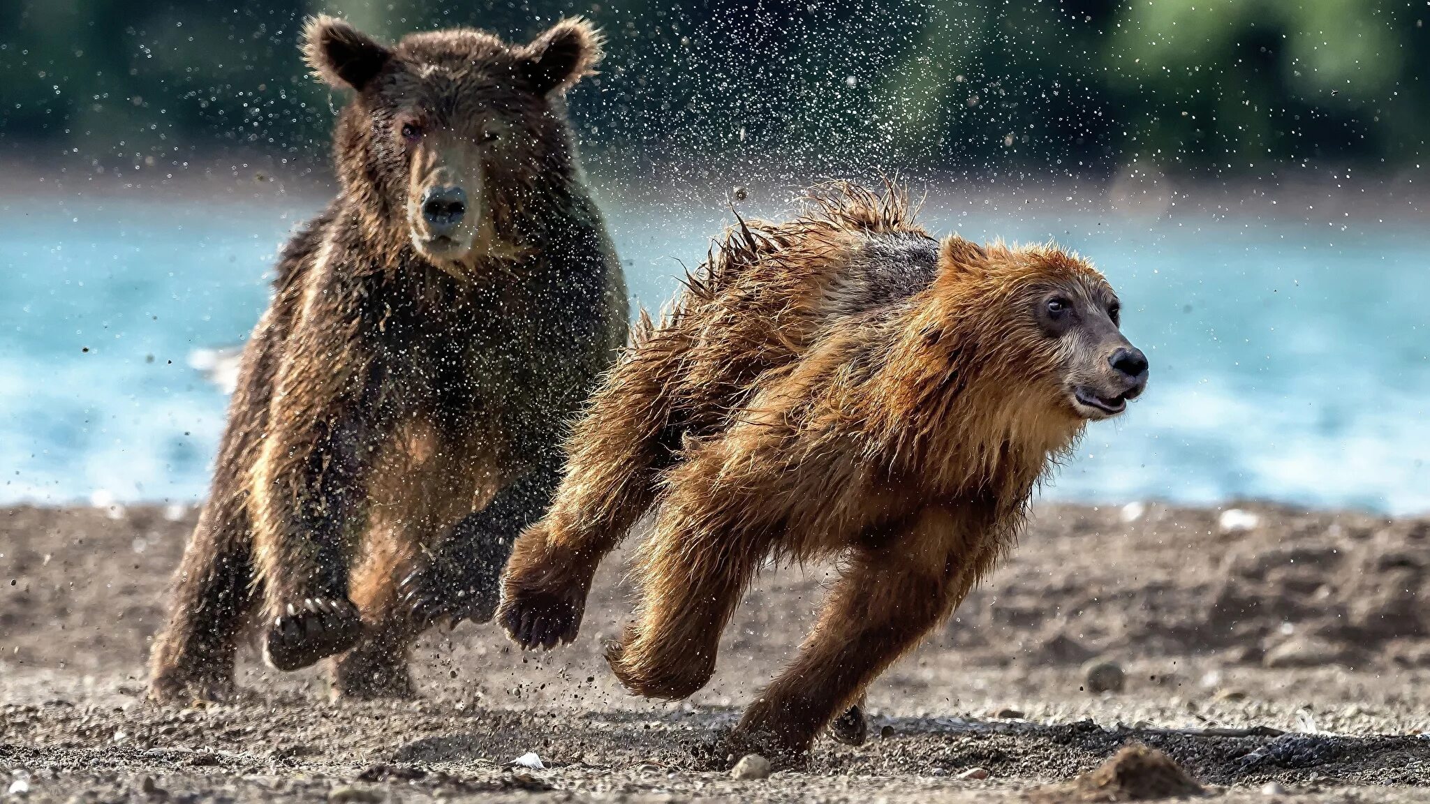 Сбежать от зверя читать. Медведь Гризли. Медведь Гризли скорость бега. Медведь Гризли Россия. Бурый медведь.