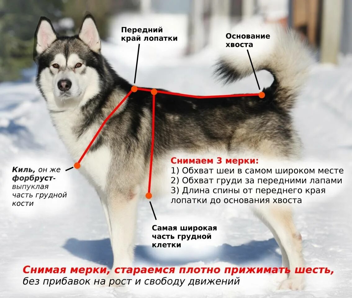 Как правильно подобрать собаку. Измерение собаки для шлейки. Ездовая шлейка для хаски. Замеры собаки для ездовой шлейки. Подобрать размер шлейки для собаки.