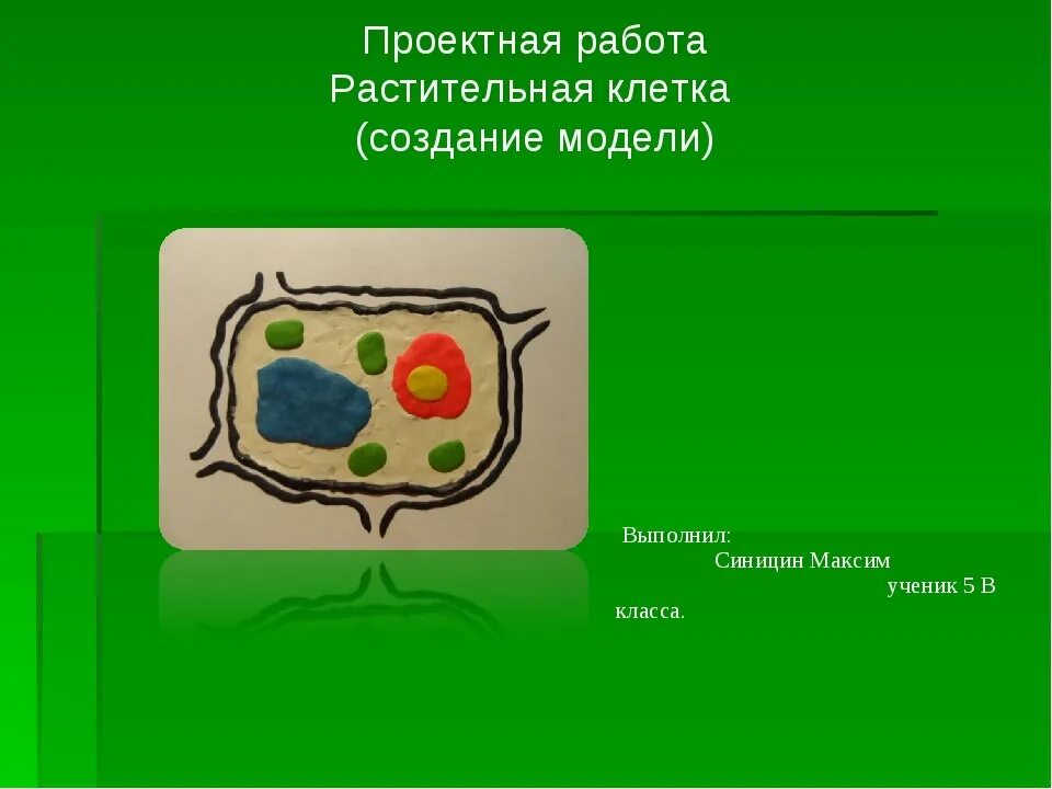 Растительные клетки 5 класс биология. Модель растительной клетки из пластилина 5 класс биология. Модель клетки биология 5 класс. Модель клетки растения биология 5 класс. Биология модель строение растительной клетки.