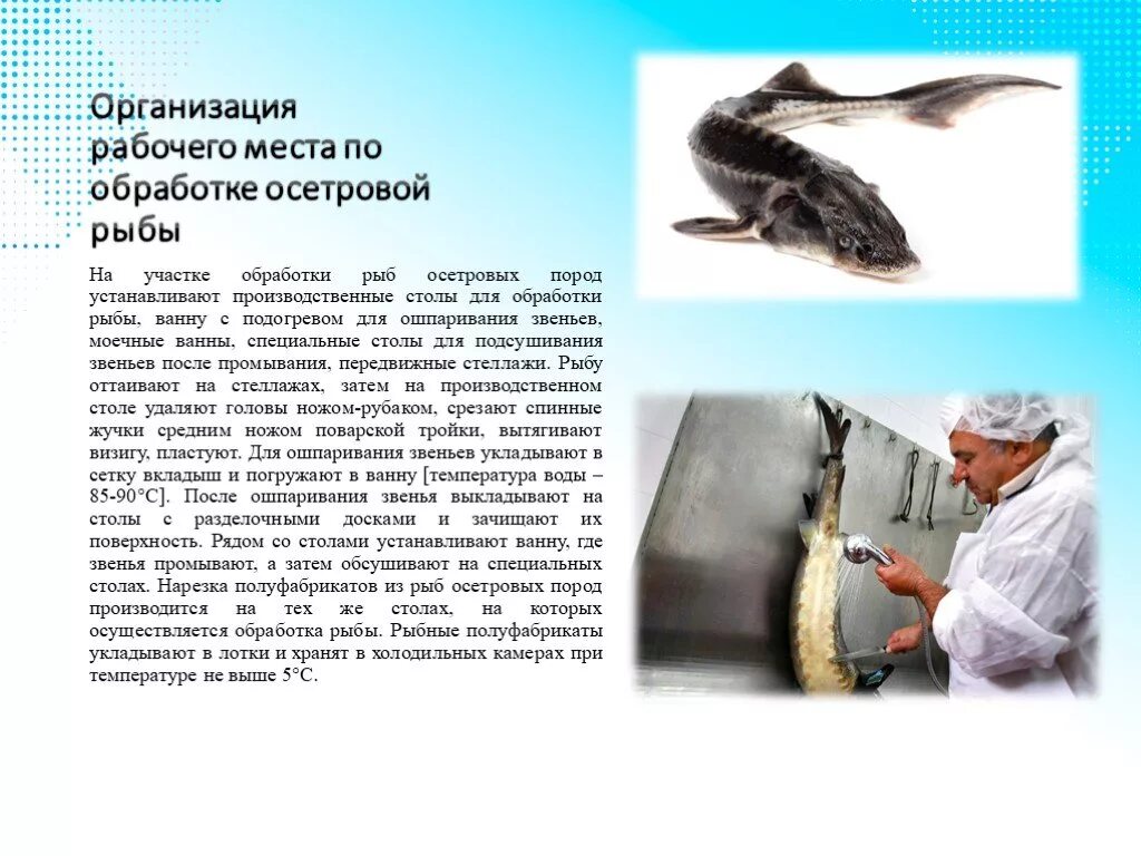 Схема обработки рыб осетровых пород. Первичная обработка рыбы осетровых пород. Первичная обработка осетровой рыбы. Технологическая схема обработки осетровых рыб.