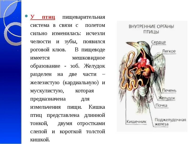 Системы органов птиц. Филогенез пищеварительной системы птиц. Филогенез дыхательной системы птиц. Пищеварительная система птиц.