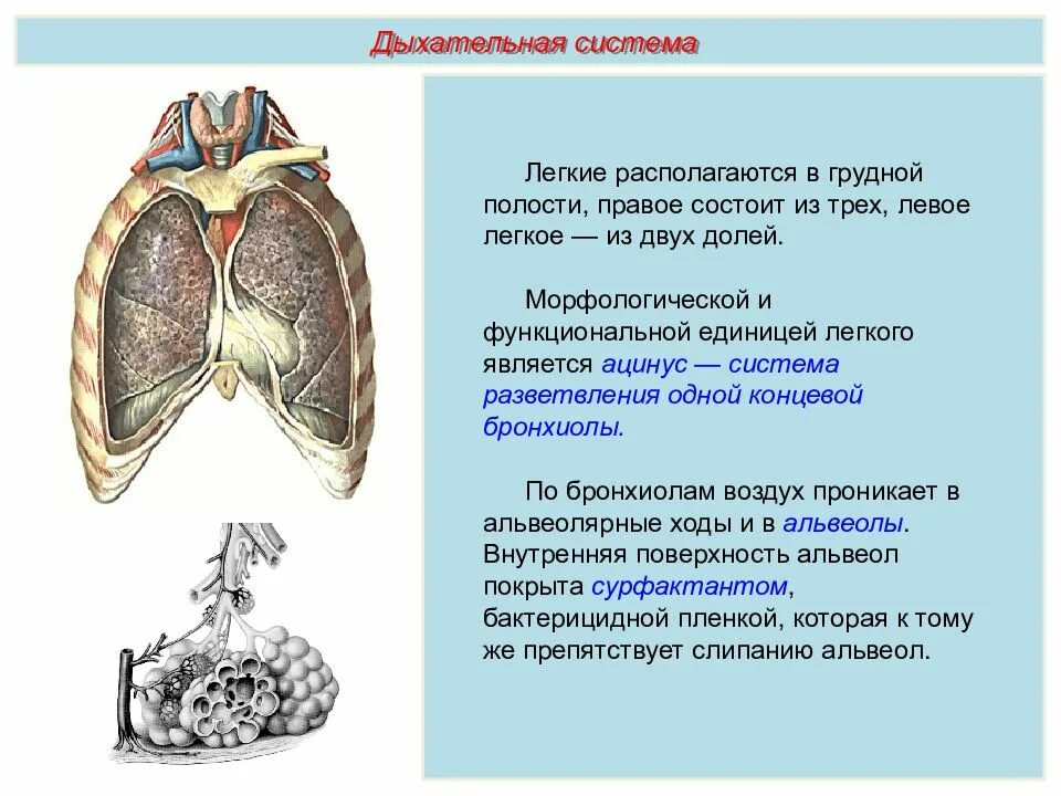 Легкое состоит из долей. Левое легкое состоит из долей. пименов дыхательная система задачи. что является морфологической и функциональной единицей легкого. как располагаются легкие в грудной полости.