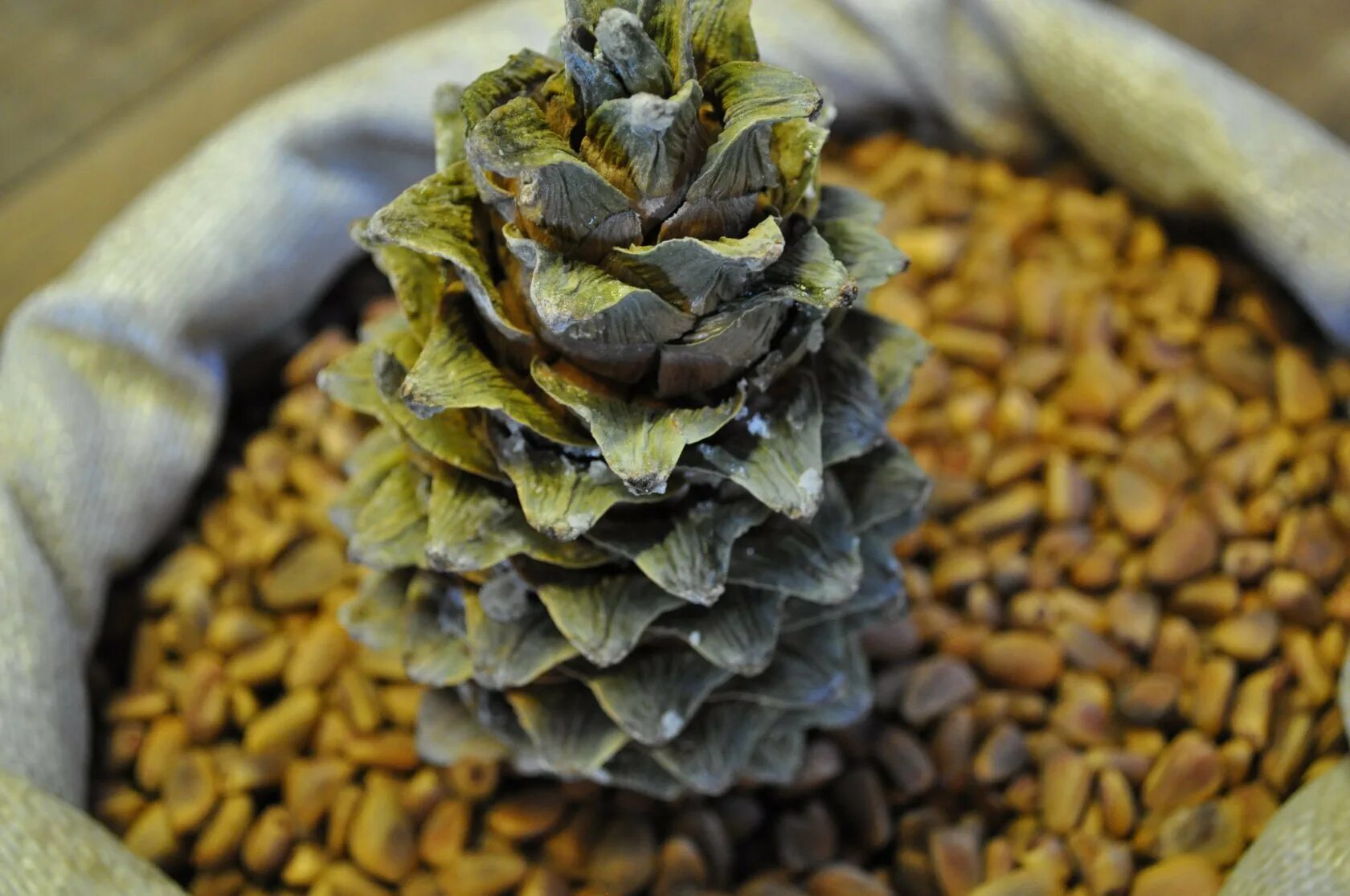 Шишка дальневосточного кедра. Кедр корейский pinus koraiensis. Кедр дальневосточный. Шишкарь кедролаз. Кедровая шишка приморский край.