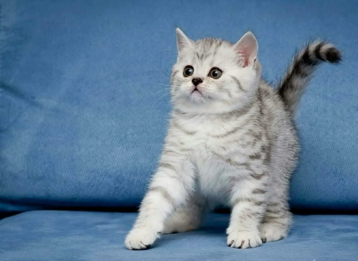 Порода кошек вискас. Британский кот вискас. Котята породы вискас. Британская короткошёрстная кошка. Британские котята вискас.