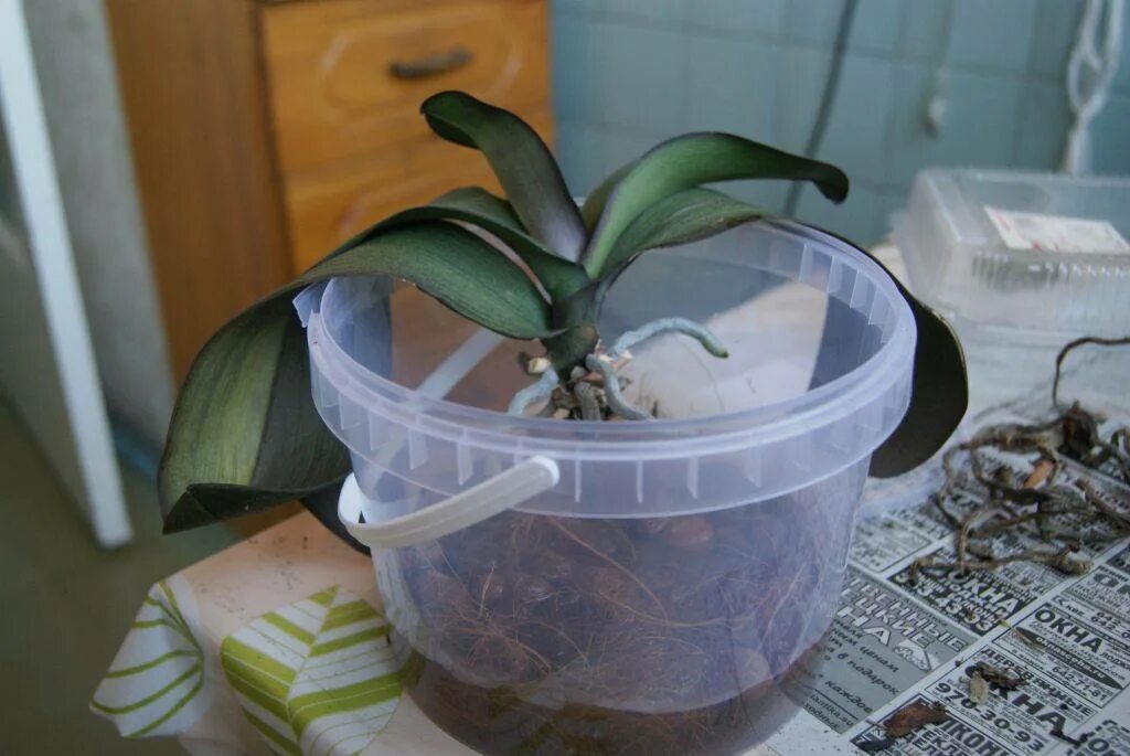 Орхидея фаленопсис реанимация. Тепличка для детки орхидеи.