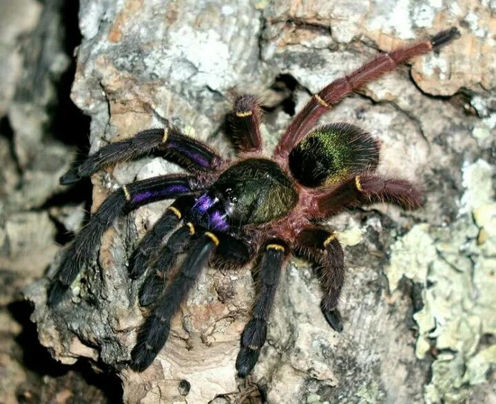 Тарантул и птицеед отличия. Ephebopus cyanognathus. эфебопус цианогнатус. паук птицеед эфебопус. паук скелетон птицеед.