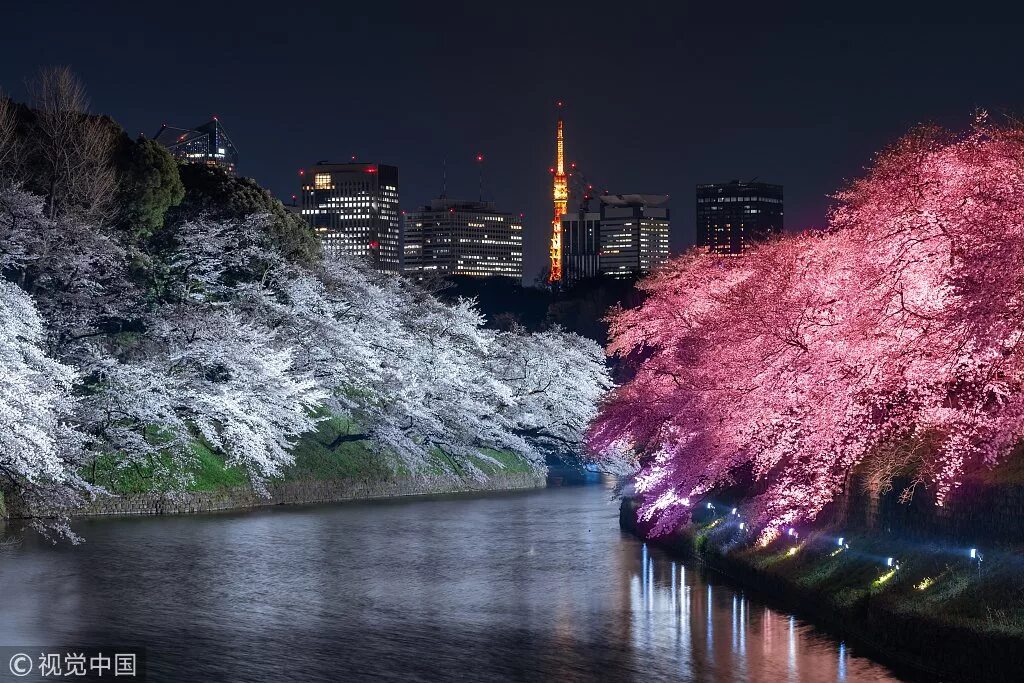 Чидоригафучи парк Токио. Цветение Сакуры в Токио. Токио 2023 Сакура цветет. Ханами в Японии. Безупон япония